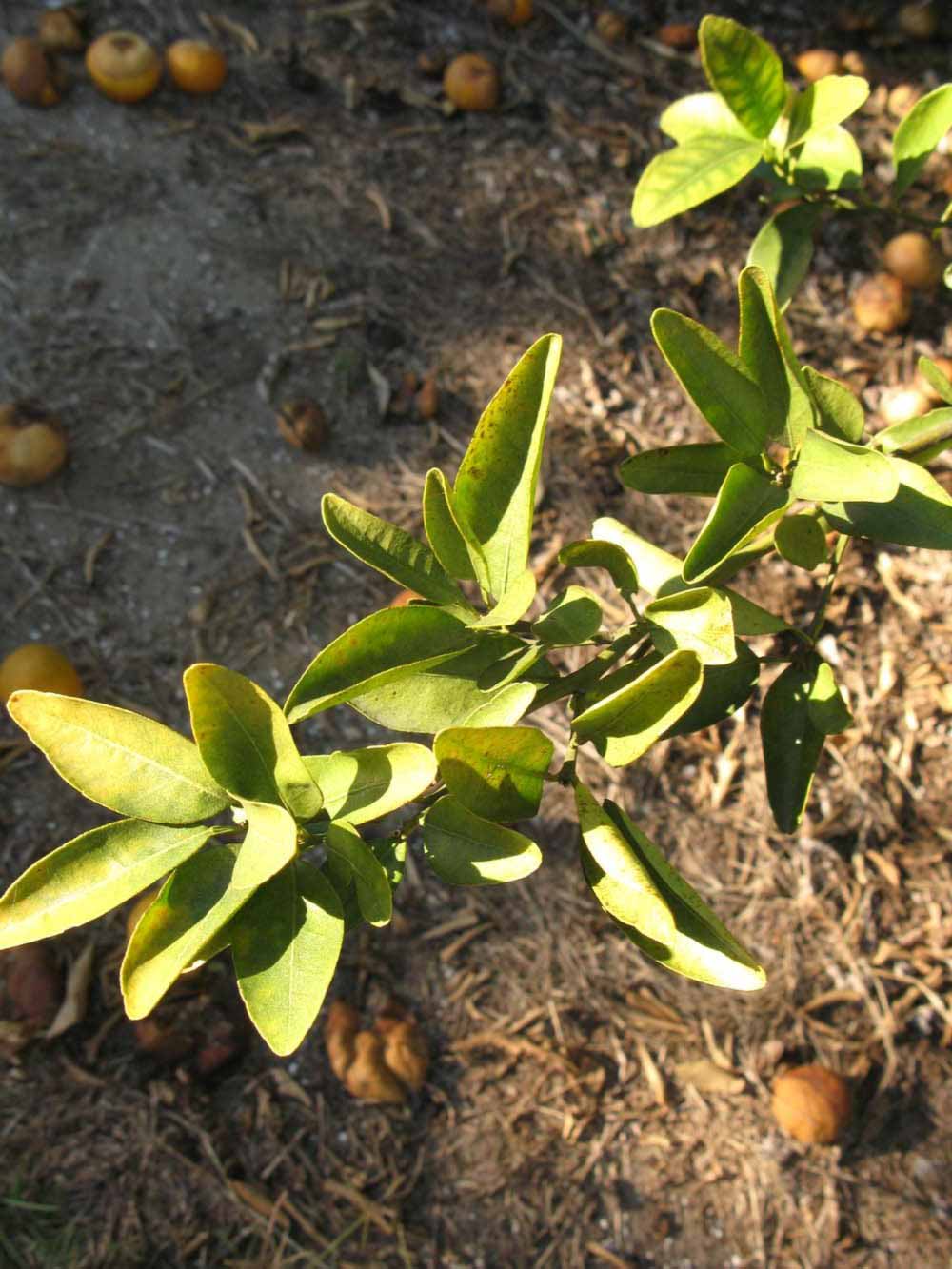            Sun leaves (Winter Haven, FL)   